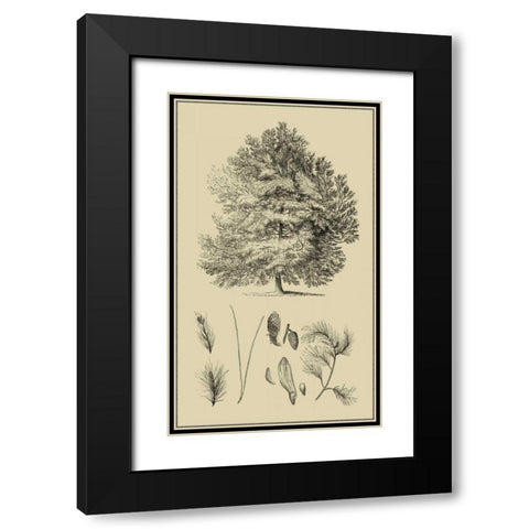 Arbor Study IV Black Modern Wood Framed Art Print with Double Matting by Vision Studio