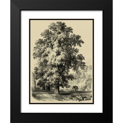 The Elm Tree Black Modern Wood Framed Art Print with Double Matting by Unknown