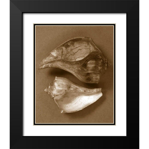 Sensual Shells II Black Modern Wood Framed Art Print with Double Matting by Stramel, Renee W.