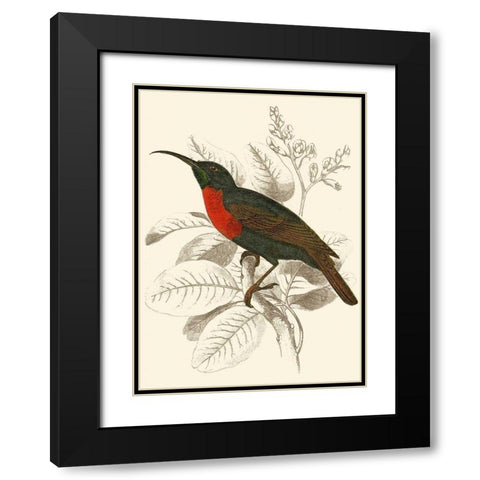 Jardine Hummingbird III Black Modern Wood Framed Art Print with Double Matting by Jardine, Sir William