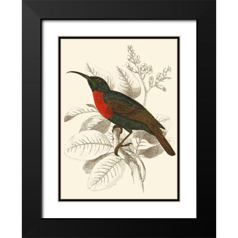Jardine Hummingbird III Black Modern Wood Framed Art Print with Double Matting by Jardine, Sir William