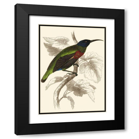 Jardine Hummingbird IV Black Modern Wood Framed Art Print with Double Matting by Jardine, Sir William