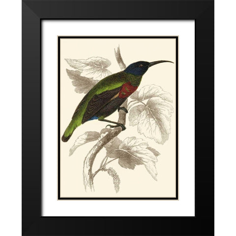 Jardine Hummingbird IV Black Modern Wood Framed Art Print with Double Matting by Jardine, Sir William