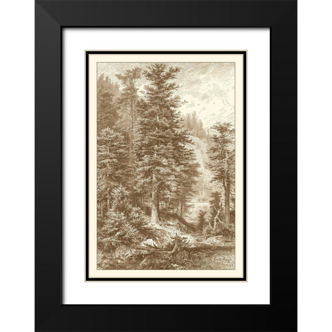 Sepia Noble Fir Black Modern Wood Framed Art Print with Double Matting by Heyn, Ernst