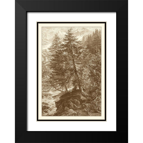 Sepia Larch Tree Black Modern Wood Framed Art Print with Double Matting by Heyn, Ernst