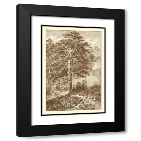 Sepia Wild Pine Black Modern Wood Framed Art Print with Double Matting by Heyn, Ernst