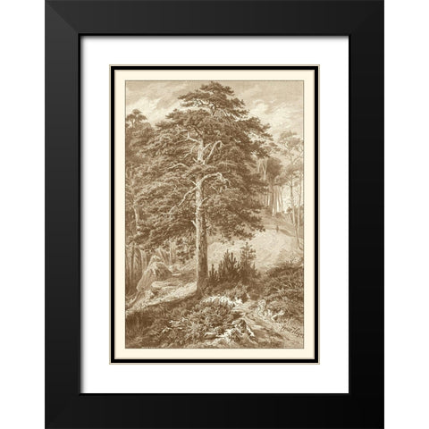 Sepia Wild Pine Black Modern Wood Framed Art Print with Double Matting by Heyn, Ernst