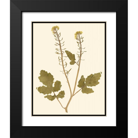 Pressed Botanical I Black Modern Wood Framed Art Print with Double Matting by Vision Studio