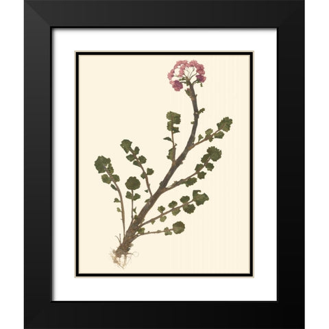 Pressed Botanical II Black Modern Wood Framed Art Print with Double Matting by Vision Studio