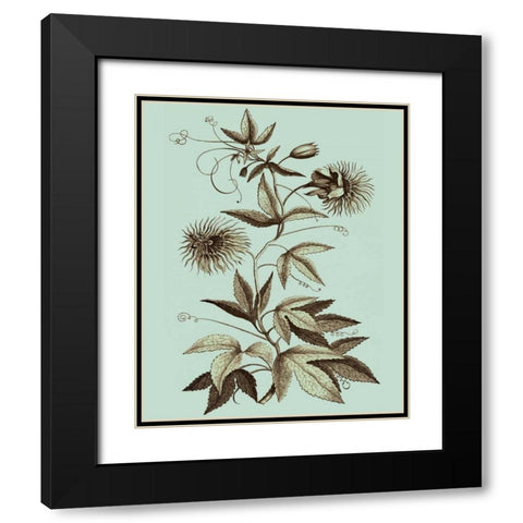 Imperial Munting III Black Modern Wood Framed Art Print with Double Matting by Munting, Abraham