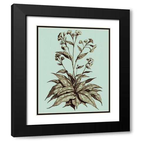 Imperial Munting IV Black Modern Wood Framed Art Print with Double Matting by Munting, Abraham