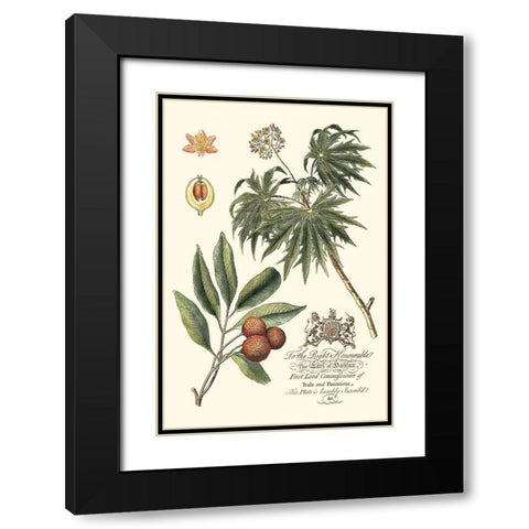 Imperial Foliage II Black Modern Wood Framed Art Print with Double Matting by Vision Studio