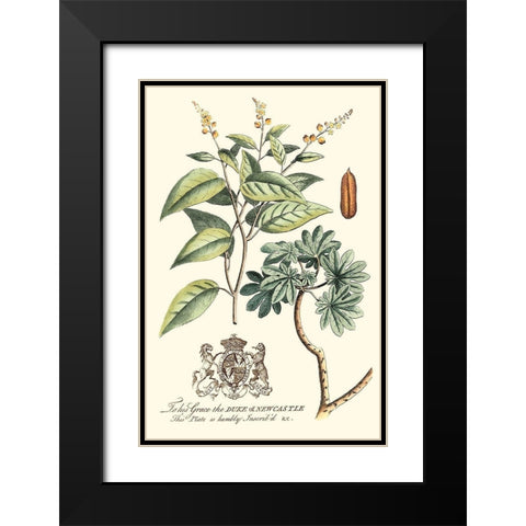 Imperial Foliage IV Black Modern Wood Framed Art Print with Double Matting by Vision Studio