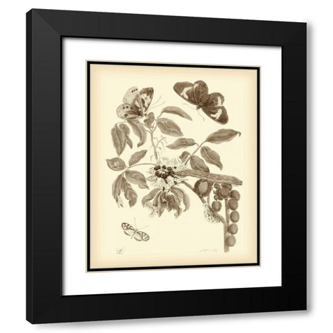 Nature Study in Sepia II Black Modern Wood Framed Art Print with Double Matting by Merian, Maria S.