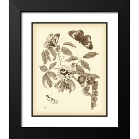 Nature Study in Sepia II Black Modern Wood Framed Art Print with Double Matting by Merian, Maria S.
