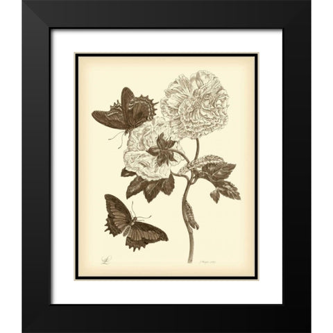 Nature Study in Sepia IV Black Modern Wood Framed Art Print with Double Matting by Merian, Maria S.