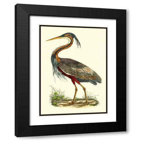 Purple Heron Black Modern Wood Framed Art Print with Double Matting by Selby, John