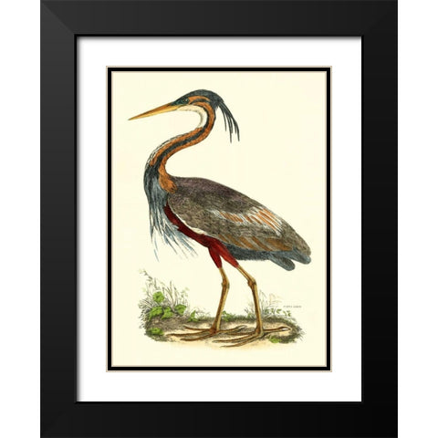 Purple Heron Black Modern Wood Framed Art Print with Double Matting by Selby, John