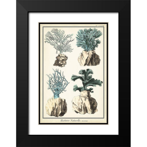 Oversize Coral Species III Black Modern Wood Framed Art Print with Double Matting by Vision Studio