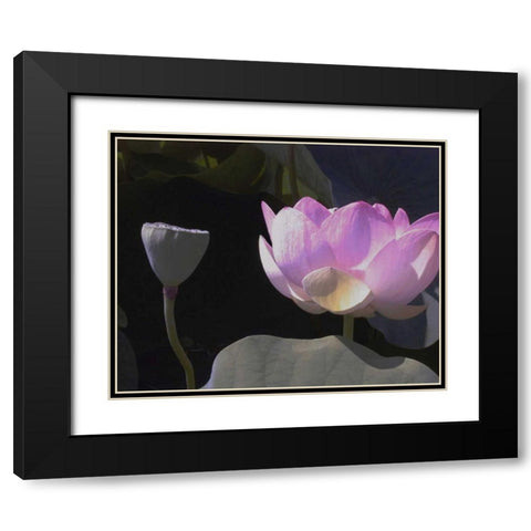 Blushing Lotus III Black Modern Wood Framed Art Print with Double Matting by Christensen, Jim