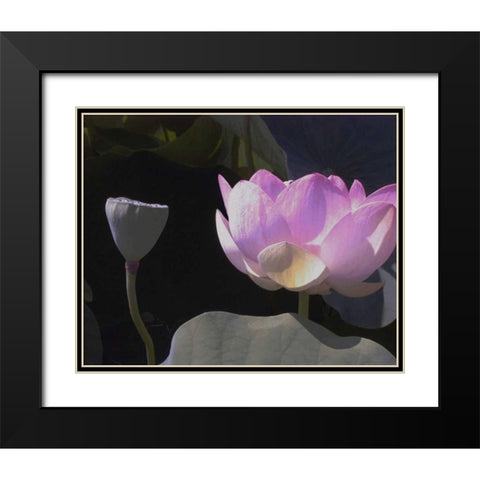 Blushing Lotus III Black Modern Wood Framed Art Print with Double Matting by Christensen, Jim