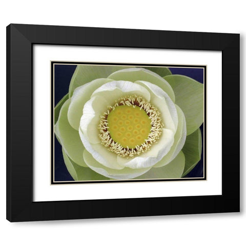 Delicate Lotus II Black Modern Wood Framed Art Print with Double Matting by Christensen, Jim