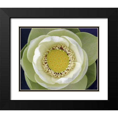 Delicate Lotus II Black Modern Wood Framed Art Print with Double Matting by Christensen, Jim