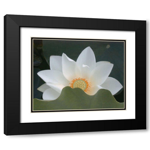 Delicate Lotus III Black Modern Wood Framed Art Print with Double Matting by Christensen, Jim