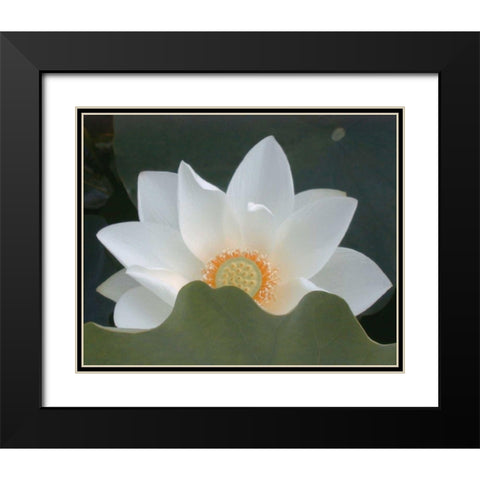 Delicate Lotus III Black Modern Wood Framed Art Print with Double Matting by Christensen, Jim