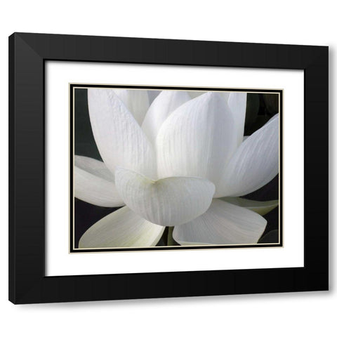 Delicate Lotus V Black Modern Wood Framed Art Print with Double Matting by Christensen, Jim