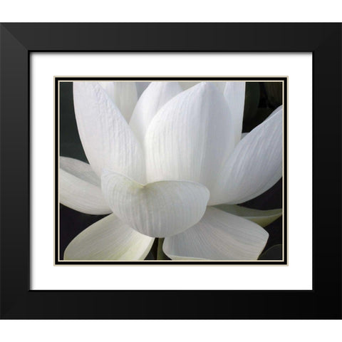 Delicate Lotus V Black Modern Wood Framed Art Print with Double Matting by Christensen, Jim