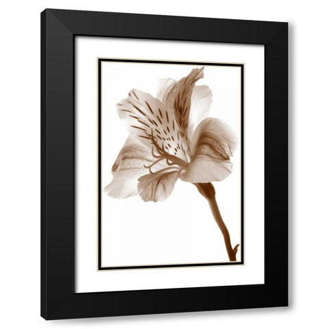 Inflorescence II Black Modern Wood Framed Art Print with Double Matting by Project, A.