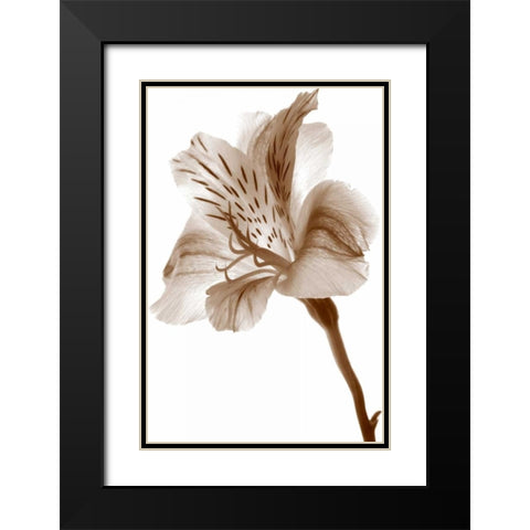 Inflorescence II Black Modern Wood Framed Art Print with Double Matting by Project, A.
