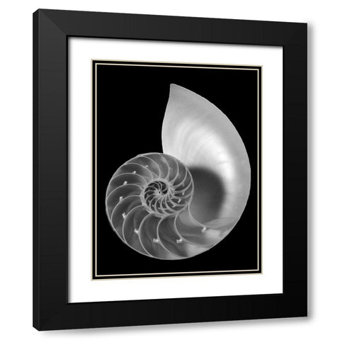 Shell II Black Modern Wood Framed Art Print with Double Matting by Christensen, Jim