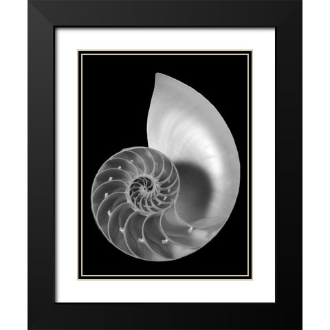 Shell II Black Modern Wood Framed Art Print with Double Matting by Christensen, Jim