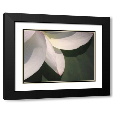 Lotus Detail IV Black Modern Wood Framed Art Print with Double Matting by Christensen, Jim
