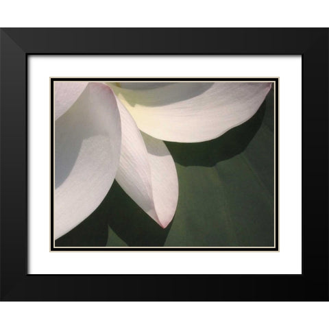 Lotus Detail IV Black Modern Wood Framed Art Print with Double Matting by Christensen, Jim
