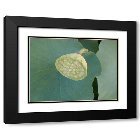 Lotus Detail VIII Black Modern Wood Framed Art Print with Double Matting by Christensen, Jim