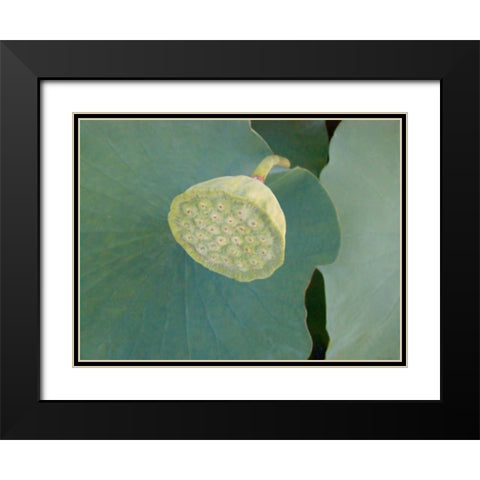 Lotus Detail VIII Black Modern Wood Framed Art Print with Double Matting by Christensen, Jim