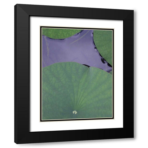 Lotus Detail X Black Modern Wood Framed Art Print with Double Matting by Christensen, Jim