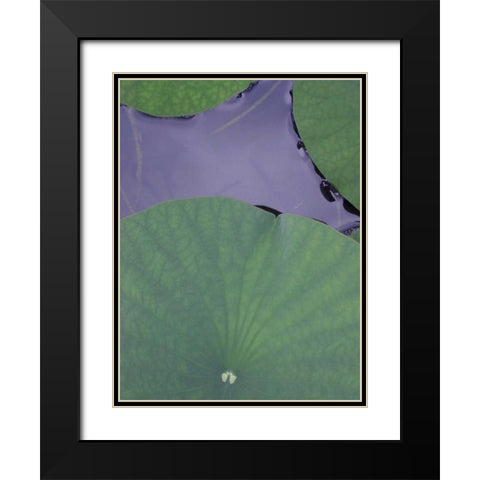 Lotus Detail X Black Modern Wood Framed Art Print with Double Matting by Christensen, Jim