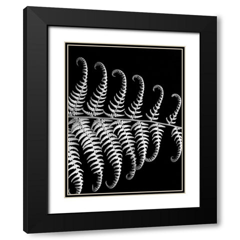 Fern III Black Modern Wood Framed Art Print with Double Matting by Christensen, Jim