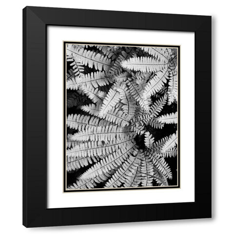 Fern IV Black Modern Wood Framed Art Print with Double Matting by Christensen, Jim