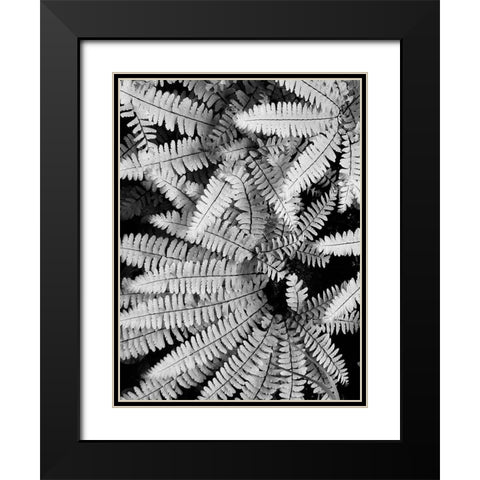 Fern IV Black Modern Wood Framed Art Print with Double Matting by Christensen, Jim