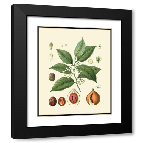 Botanical Glory III Black Modern Wood Framed Art Print with Double Matting by Vision Studio