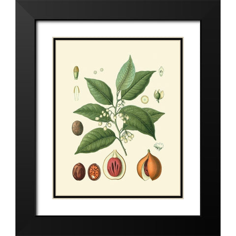 Botanical Glory III Black Modern Wood Framed Art Print with Double Matting by Vision Studio