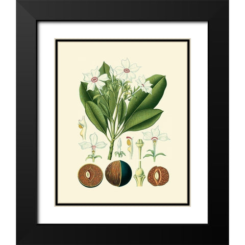 Botanical Glory IV Black Modern Wood Framed Art Print with Double Matting by Vision Studio