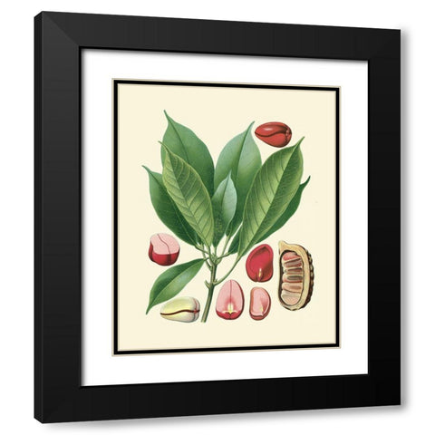 Botanical Glory VI Black Modern Wood Framed Art Print with Double Matting by Vision Studio