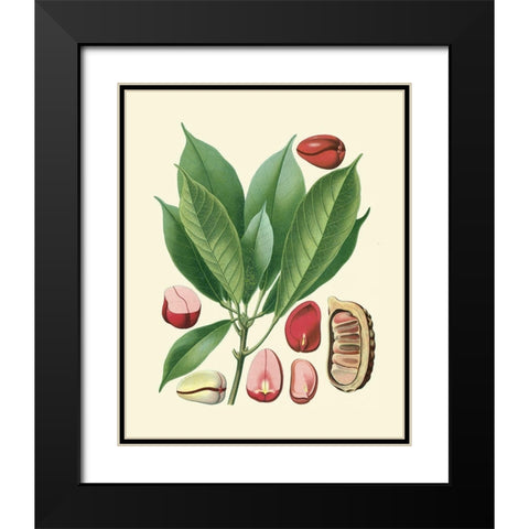 Botanical Glory VI Black Modern Wood Framed Art Print with Double Matting by Vision Studio
