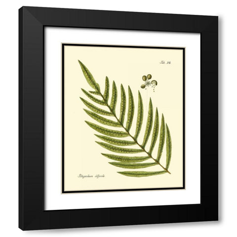 Antique Fern I Black Modern Wood Framed Art Print with Double Matting by Vision Studio